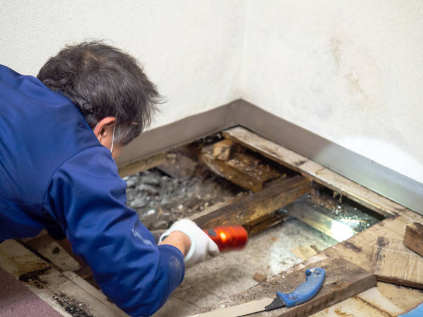 Best Mold Damage Repair  in Portage, WI