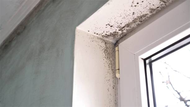Best Mold Removal Process  in Portage, WI