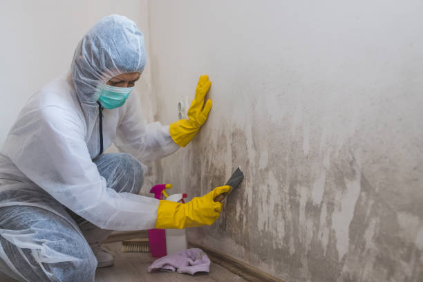 Best Commercial Mold Removal  in Portage, WI