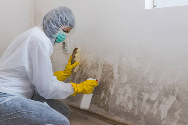 Best Fast Mold Removal  in Portage, WI
