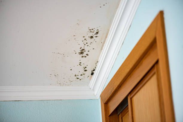 Best Attic Mold Removal  in Portage, WI