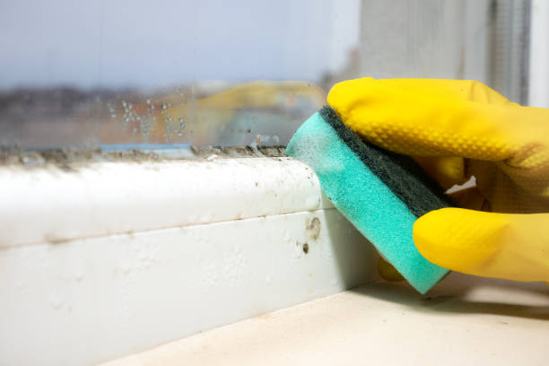 Best Local Mold Removal Service  in Portage, WI