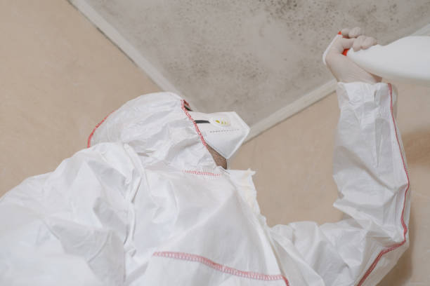 Attic Mold Removal in Portage, WI