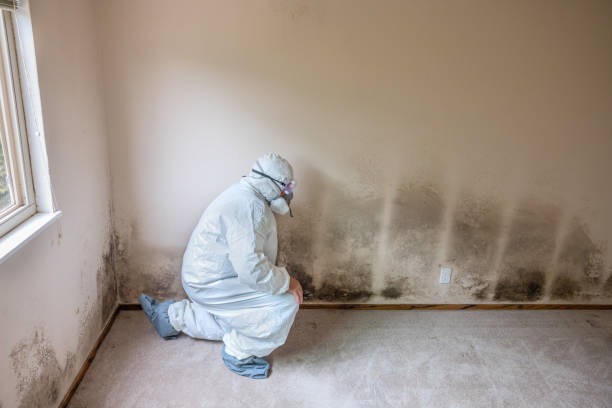 Mold Removal Process in Portage, WI