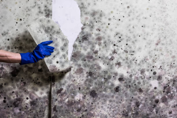 Best Mold Testing  in Portage, WI