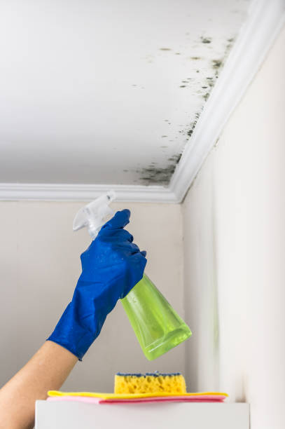 Best Mold Testing  in Portage, WI