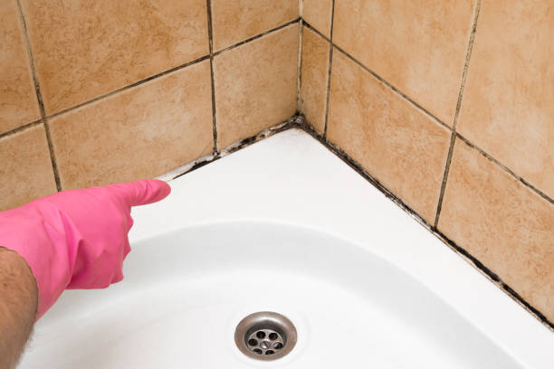 Best Home Mold Removal  in Portage, WI