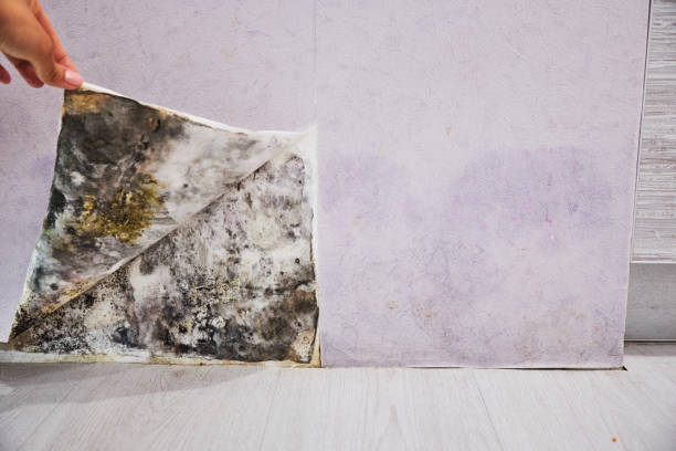  Portage, WI Mold Removal Pros